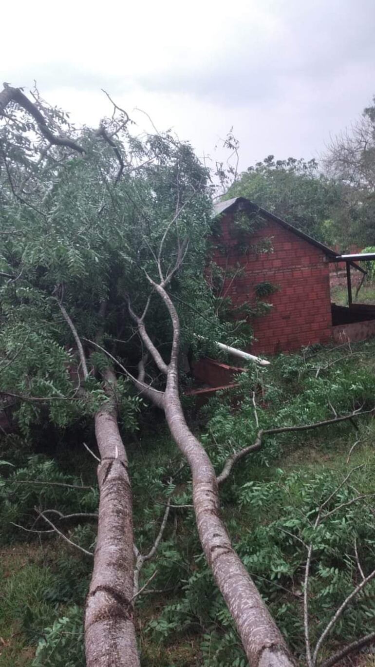 Temporal afectó viviendas y echó árboles en San José del Rosario