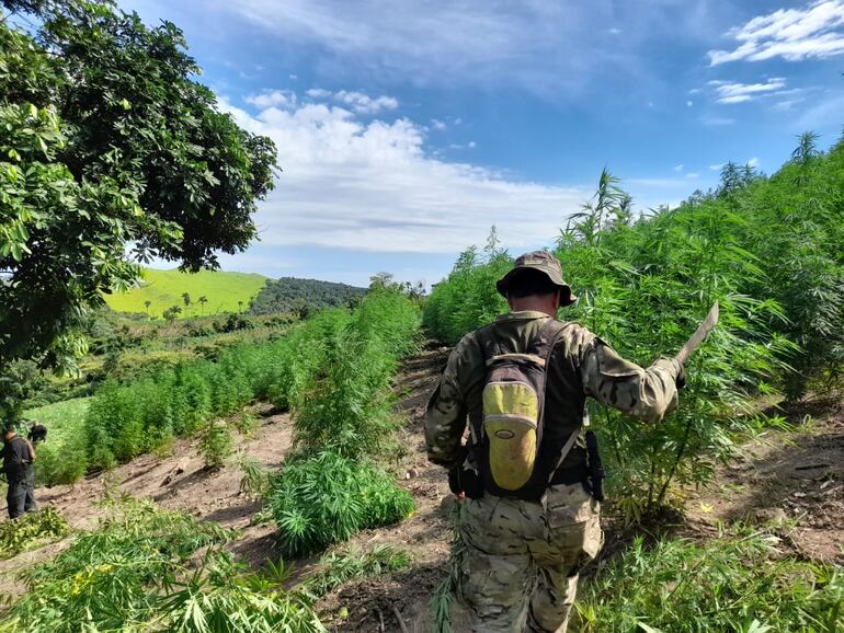 Un efectivo de la Senad procede al corte de las plantas de cannabis detectadas en la zona.