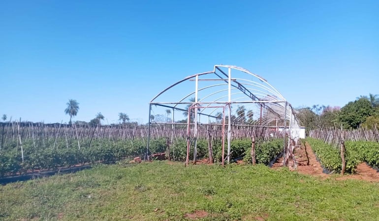 Pequeños productores de la ciudad de Nueva Italia precisan de mallas media sombra e invernaderos para proteger los cultivos.