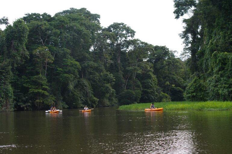 Vista de la jungla desde pequeños botes. Reserva Tortuguero, Costa Rica.