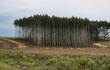 Fotografía fechada el 11 de octubre que muestra una cosecha de eucaliptos, en el predio Tarariras de Vaeza, del departamento de Colonia, Uruguay. (Imagen de referencia)