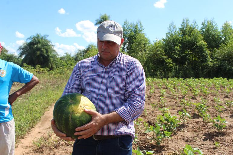 El ingeniero César Florentín, mostrando una sandía recientemente cosechada en una finca de Caazapá. Destacó que las irregularidades de la fruta mejorarán con el tiempo gracias a la apicultura.