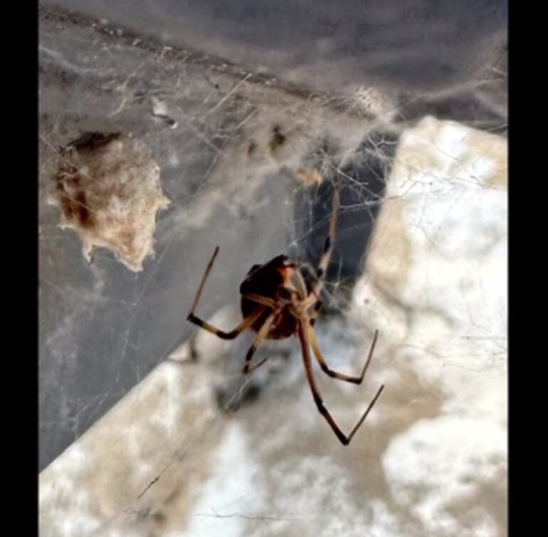 Otra imagen captada de la araña "viuda café" en la Costanera de Asunción.G