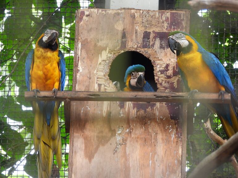 Algunos pichones siguen en el nido y otros ya lo abandonaron hace unos días.