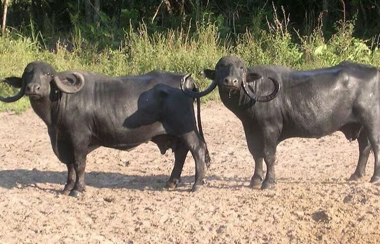 El búfalo de agua está habilitado para la caza deportiva en todo el territorio nacional, sin límite de cantidad ni de tiempo.
