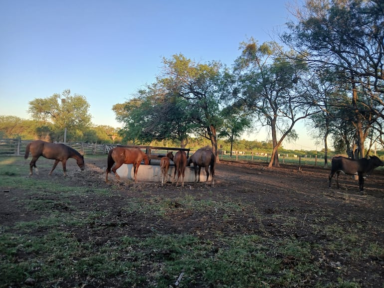 Las lluvias traen de nuevo alivio a los productores en el Alto Paraguay.