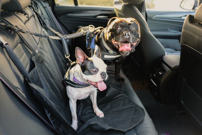 Algunas mascotas pueden sufrir mareos o ansiedad durante el viaje.