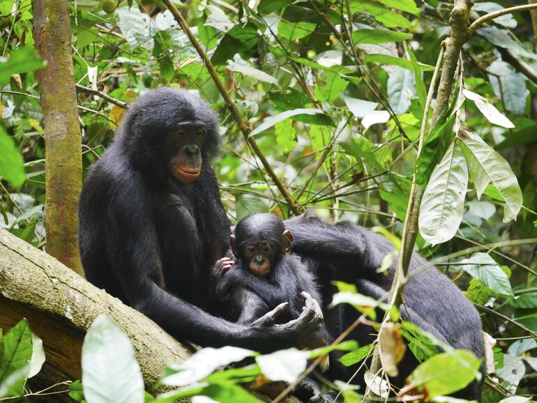  Un equipo internacional de investigadores ha hecho el seguimiento focal y comparativo más completo hasta la fecha de un grupo de bonobos y chimpancés, descubriendo que los machos bonobos son más agresivos de lo que se pensaba. 
