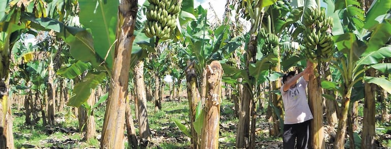 La ruta beneficiará a productores de banana de Tembiaporã.