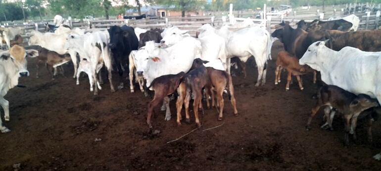 La ganadería es la más beneficiada con estas primeras lluvias que se registran en el Alto Paraguay.