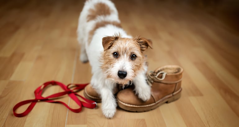 Ansiedad por separación en perros. Comportamientos destructivos.