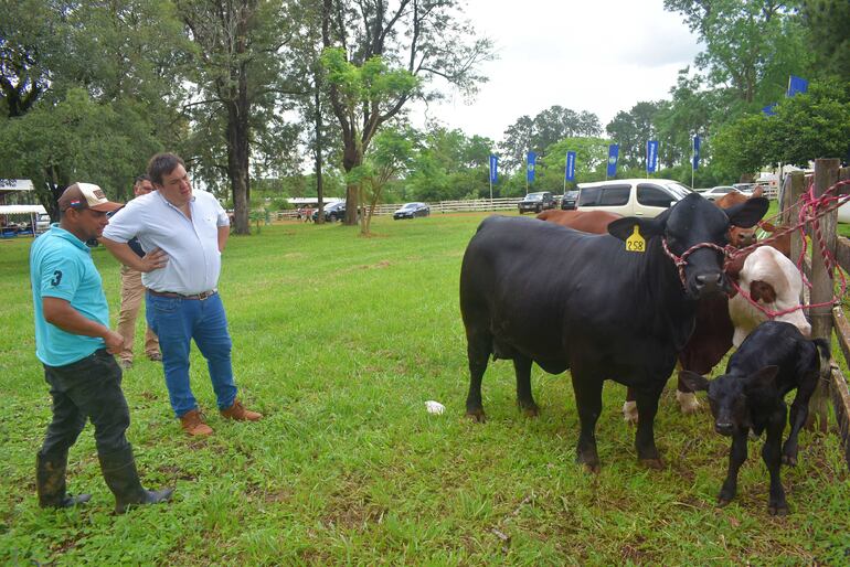 Más de 250 ejemplares fueron admitidos para la competencia en la Expo Guairá. 