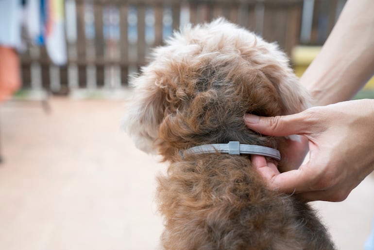 Perro con collar antiparasitario.