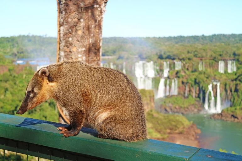 Coatí en el Parque Nacional Iguazú, de Foz  de Iguazú, Brasil.