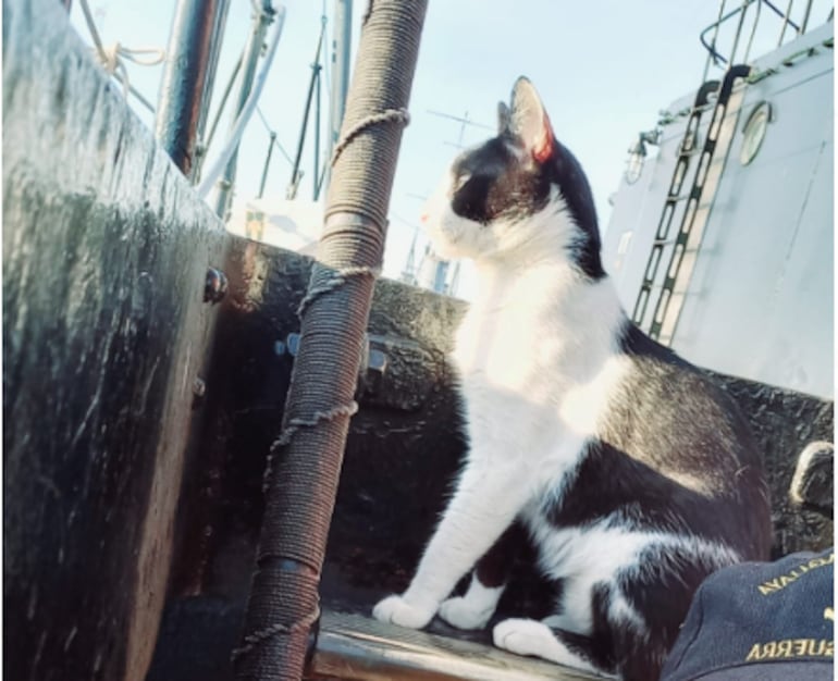 Barlo, el felino tripulante del Cañonero Paraguay.