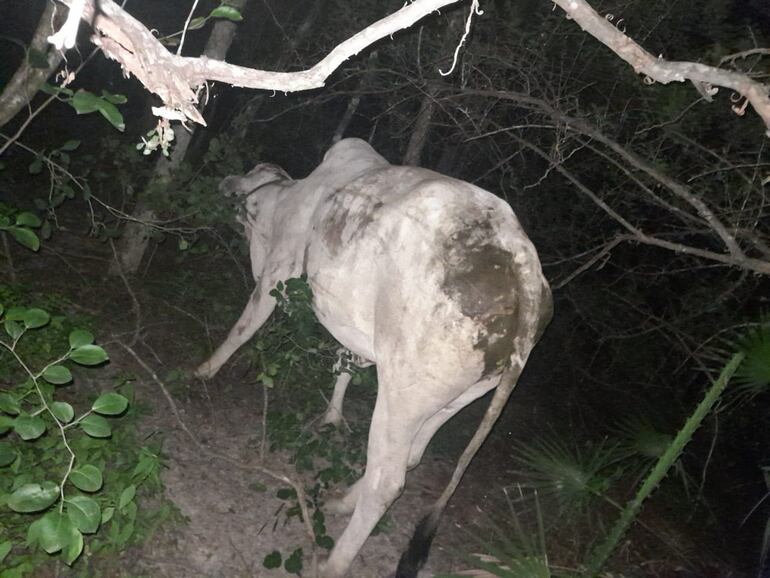 Los policías lograron recuperar un animal vacuno que estaba atado por un árbol, a punto de ser sacrificado.