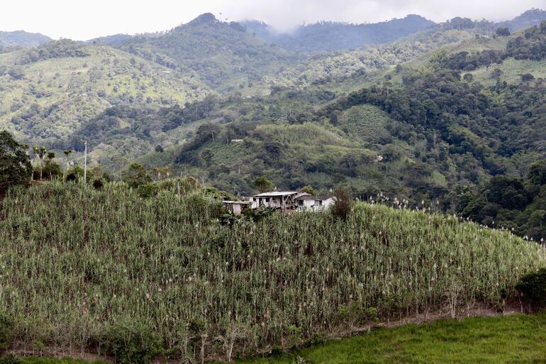 Una verde y exuberante vegetación es la puerta de entrada al Chocó Andino, una reserva de la biosfera de excepcional riqueza natural y cultural que ocupa parte del área metropolitana de Quito y que afronta un plebiscito para prohibir la minería legal, actividad que muchos de sus pobladores en condición de pobreza ven como una opción para mejorar sus condiciones de vida.