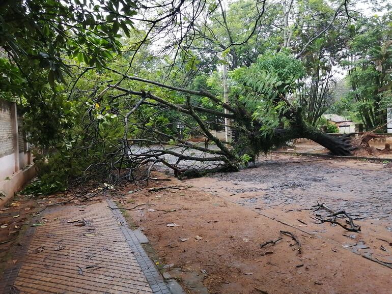 Árbol caído cierra una calle en Asunción.