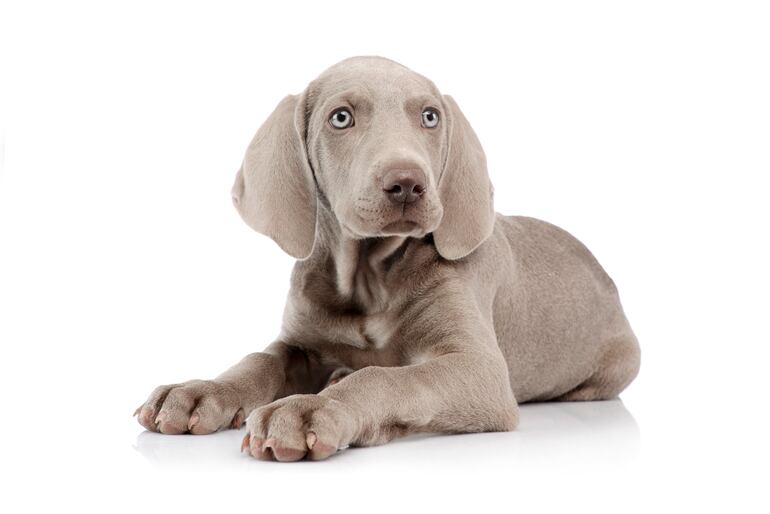 Perro de raza Weimaraner.