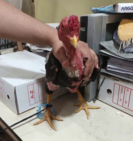 El gallo hallado en la cárcel de Tacumbú se encuentra en resguardo de la Dirección Nacional de Defensa, Salud y Bienestar Animal.