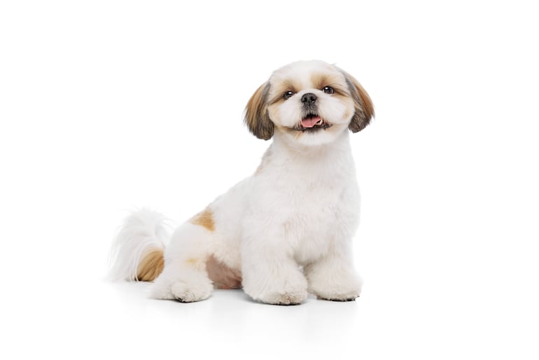 Perro de raza Shih Tzu.