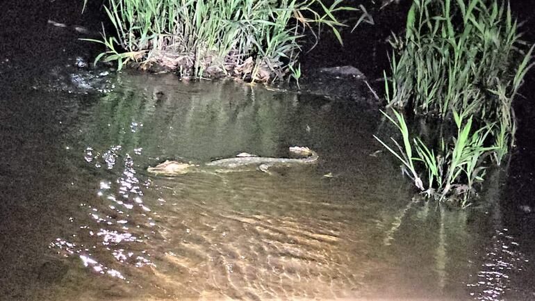 El caimán cachorro al no presentar ninguna herida fue liberado en el arroyo Caañabé.