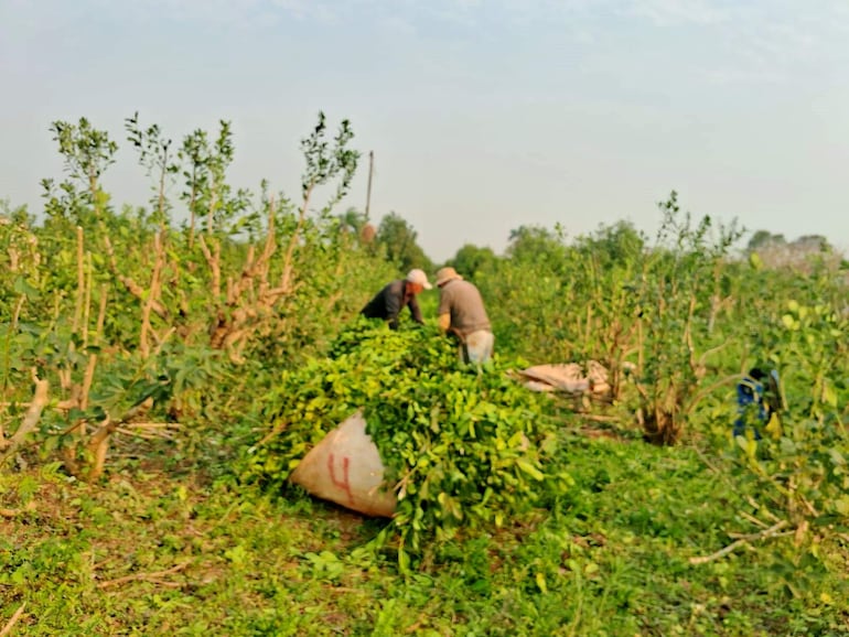 Productores de yerba mate en plena cosecha en Paso Yobái. 