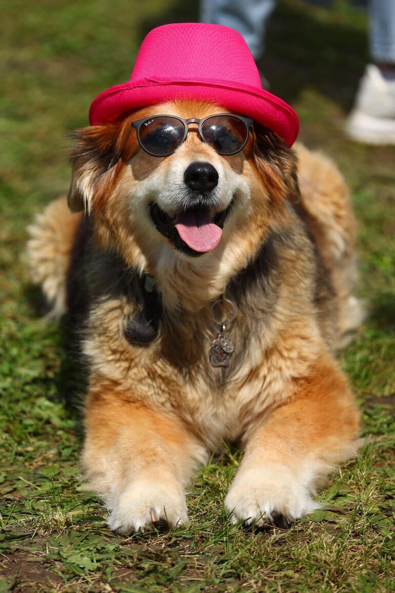 Existe una correlación notable entre las características de personalidad de los propietarios y sus mascotas.