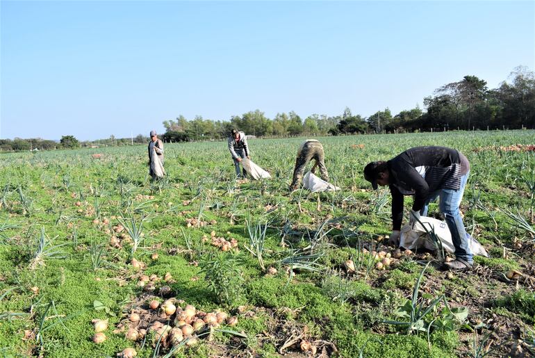 Productores de cebolla en plena cosecha.