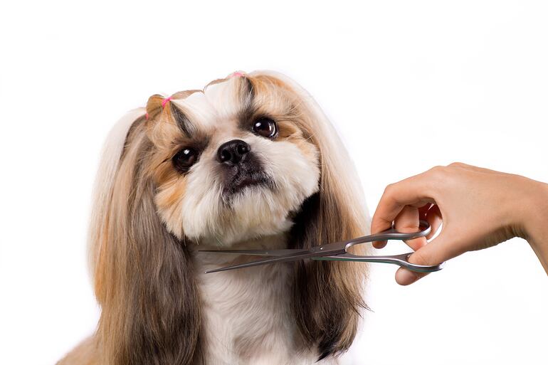 Perro de raza Shih-tzu.