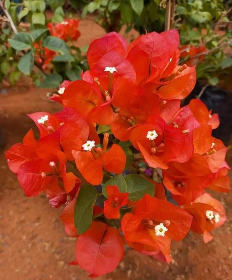 Las bugambilias más conocidas como santa rita son una de las plantas ideales para trasplantar en esta temporada.