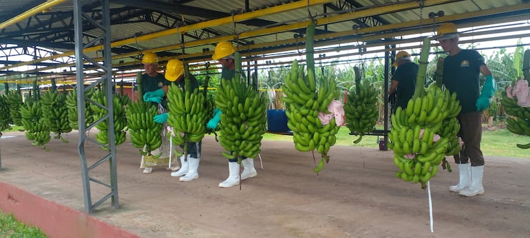 
Trabajadores de la finca Ñandejara Kokue preparando el producto para el empaque.