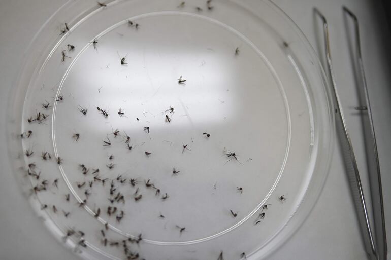 Fotografía de zancudos en el laboratorio de biología molecular del Centro de Investigación y Desarrollo en Salud (Censalud) de la Universidad de El Salvador (UES).