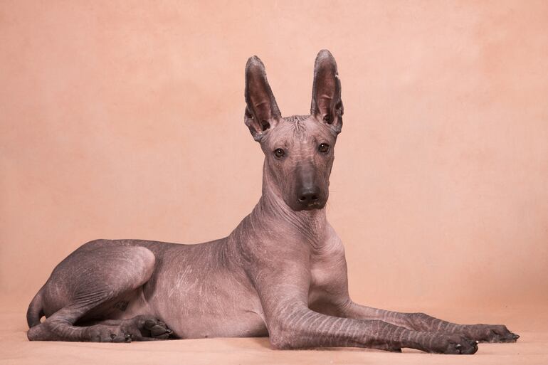 Perro de raza Xoloitzcuintle.