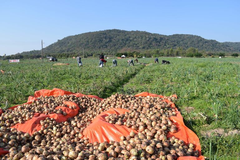 En Ybytymí tienen 5 millones de kilos de cebolla para cubrir cerca de dos meses el mercado nacional, pero no encuentran mercado.