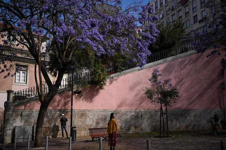 Cada primavera, las calles de Lisboa se cubren de vibrantes tonos malva y azul. La imagen de jacarandas en flor, un árbol exótico introducido en el siglo XIX, se ha convertido desde entonces en una de las postales de la capital portuguesa. 