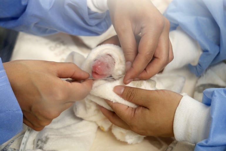 Los veterinarios miden a un cachorro de panda recién nacido en una incubadora después de que la panda gigante Meng Meng, de 11 años, diera a luz a dos cachorros en el zoológico de Berlín, Alemania.