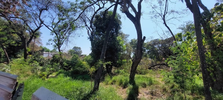 Vecinos de San Vicente denunciaron el derribo de casi la totalidad de los árboles del Bosque Urbano San Vicente por parte de obreros privados para la construcción de un supermercado mayorista.