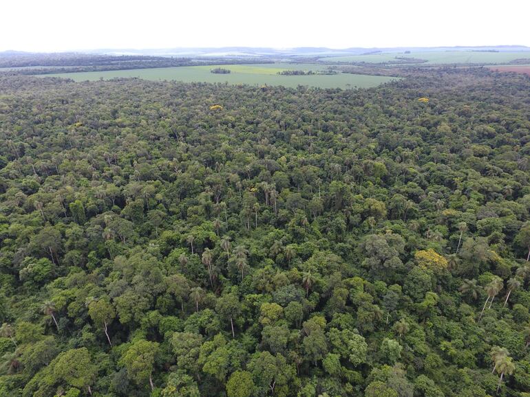 Con métodos apropiados se podría incrementar la producción de madera, sin comprometer la producción futura, en el marco de un manejo forestal sostenible.