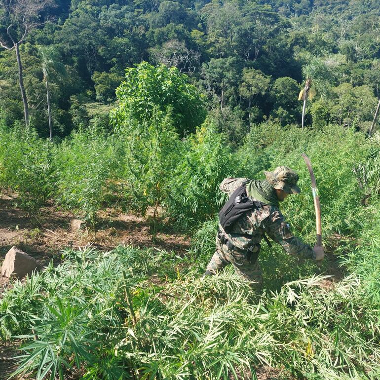 Destrucción de cultivos de marihuana en zona donde el EPP explosionó una bomba y mató a tres personas.