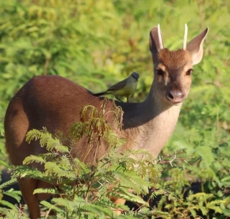 Hermoso ejemplar de ciervo del pantanal, demuestra las bellezas naturales de esta region.