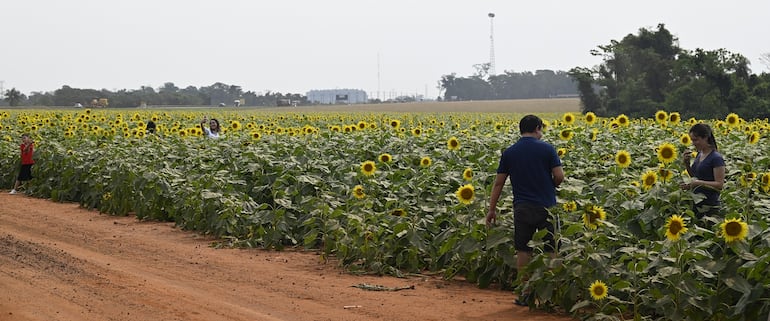 Varias personas llegan todos los días para tomarse fotos con las flores.