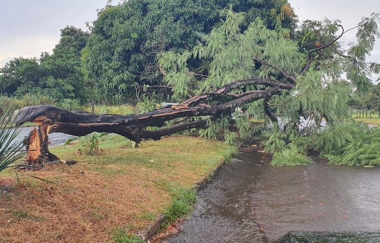 Uno de los árboles caído en el barrio San Lorenzo de Presidente Franco.