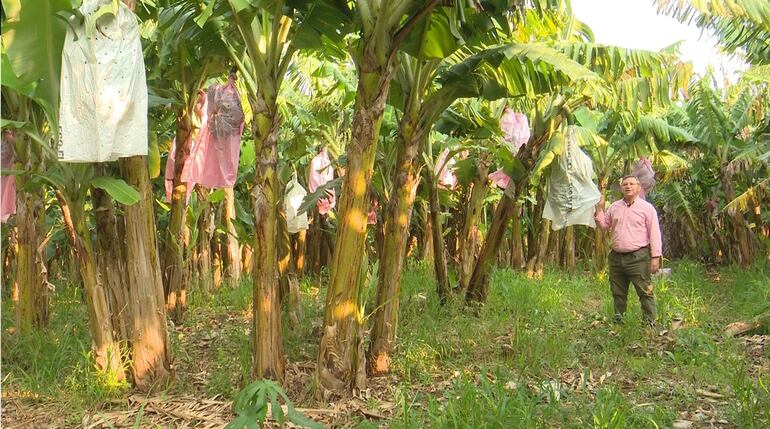 Los cachos de las bananas son cubiertos con plásticos que los protegen de algunas plagas