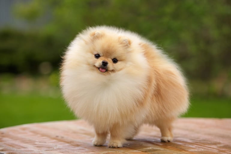 Perro de la raza pomerania