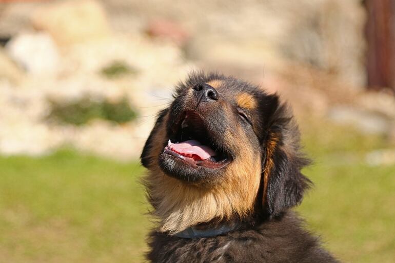 Incluir a un nuevo integrante a la familia es primordial conocer los detalles del ambiente donde conviviremos con nuestra mascota,