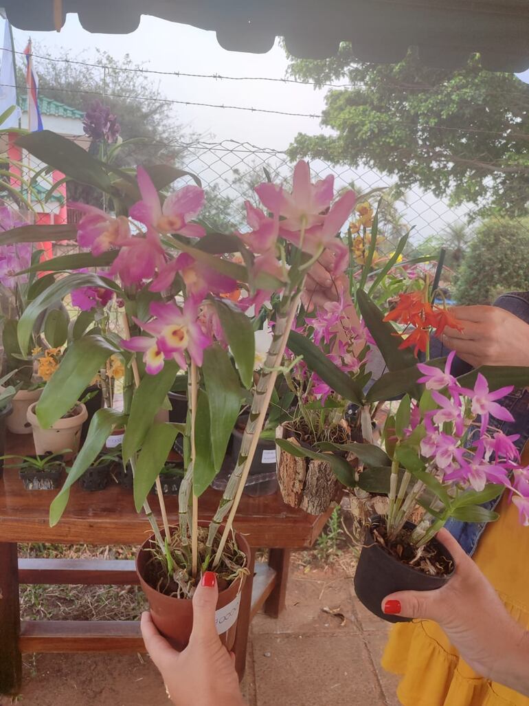 Las orquídeas se pueden encontrar desde G.50.000.