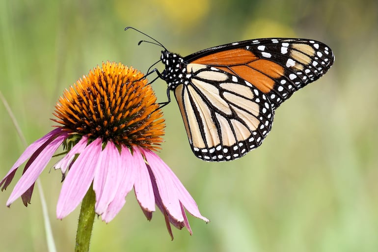 Fotografía cedida por el Servicio de Pesca y Vida Silvestre de Estados Unidos (USFWS, en inglés) de una mariposa monarca. El Servicio de Pesca y Vida Silvestre de Estados Unidos propuso incluir a la mariposa monarca, un insecto endémico de América del Norte, en la lista de especies amenazadas para protegerla y combatir el declive de su población.