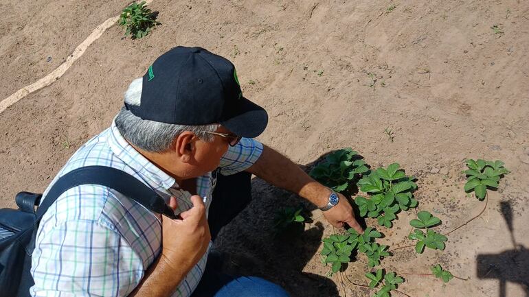 señor mostrando una planta de frutilla