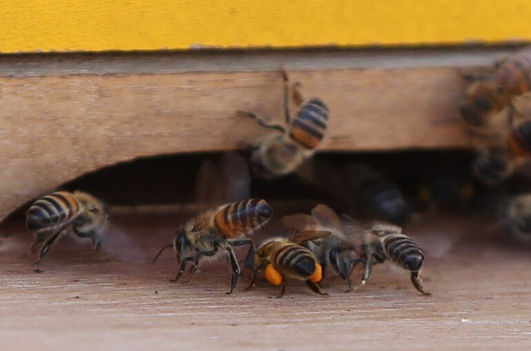 En enjambre de abejas invadió otras casas adyacentes a la vivienda del fallecido. Imagen ilustrativa.
